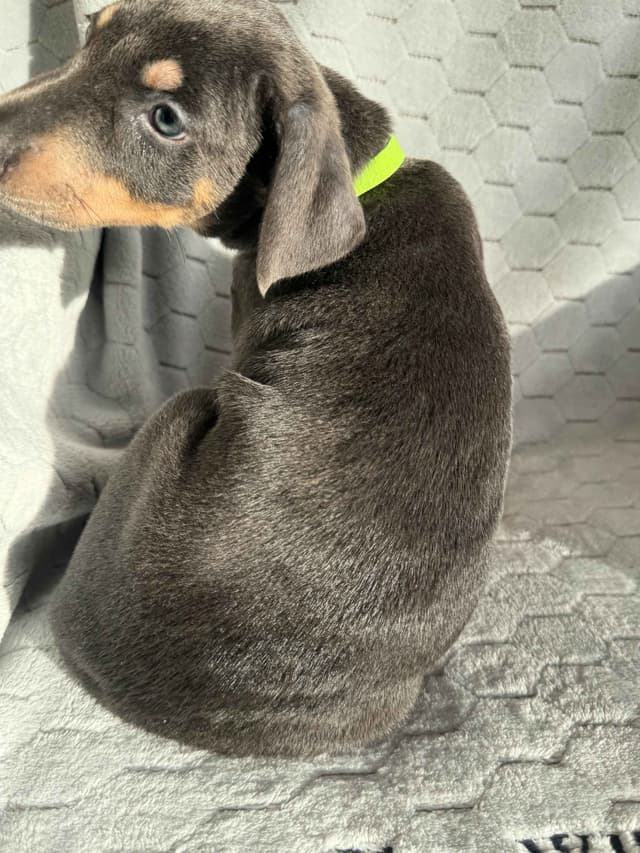 Doberman Pinscher Pups-2 Blue & 1 White waiting to find Furever homes! media 10