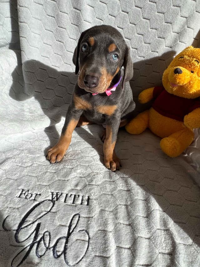 Doberman Pinscher Pups-2 Blue & 1 White waiting to find Furever homes! media 11