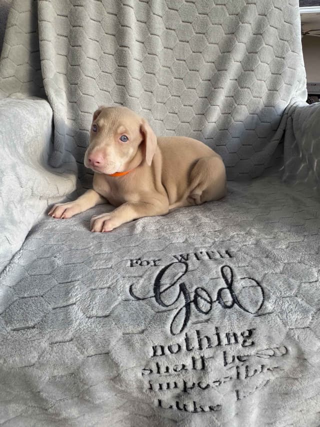 Doberman Pinscher Pups-2 Blue & 1 White waiting to find Furever homes! media 12