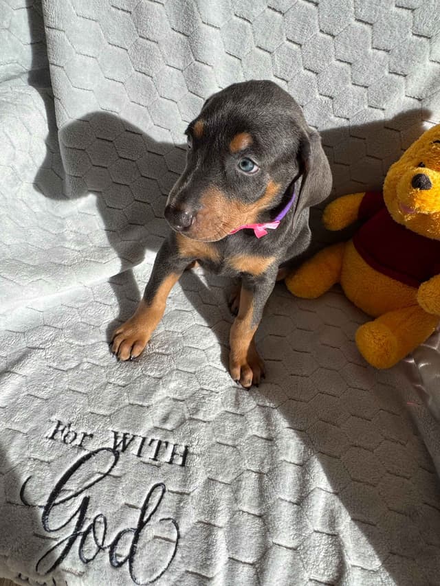 Doberman Pinscher Pups-2 Blue & 1 White waiting to find Furever homes! media 13
