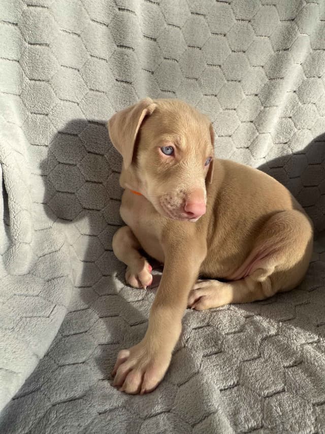 Doberman Pinscher Pups-2 Blue & 1 White waiting to find Furever homes! media 14