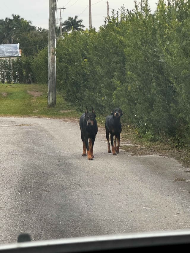 Doberman Pinscher Pups-2 Blue & 1 White waiting to find Furever homes! media 15