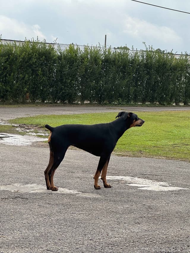 Doberman Pinscher Pups-2 Blue & 1 White waiting to find Furever homes! media 16