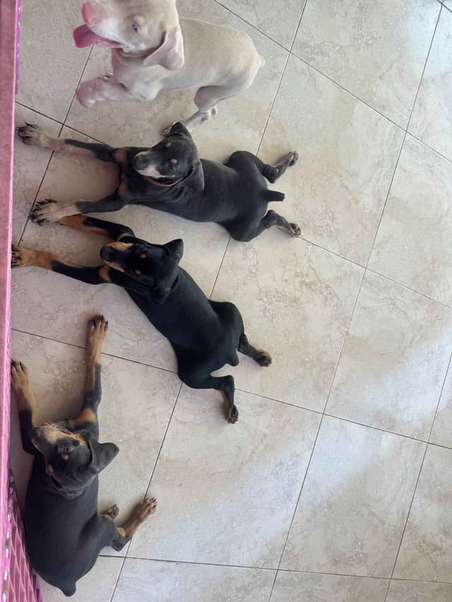 Doberman Pinscher Pups-2 Blue & 1 White waiting to find Furever homes! media 17