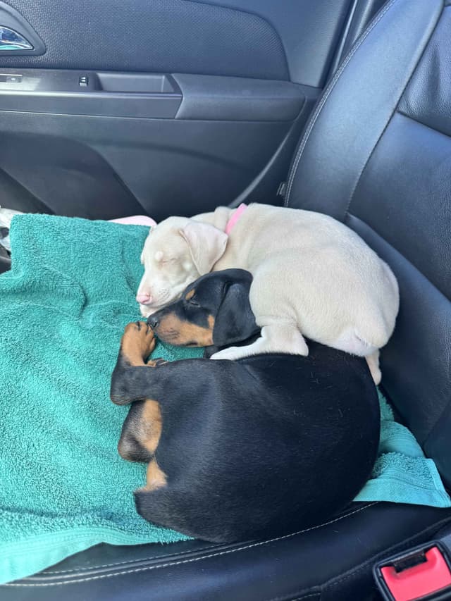 Doberman Pinscher Pups-2 Blue & 1 White waiting to find Furever homes! media 18