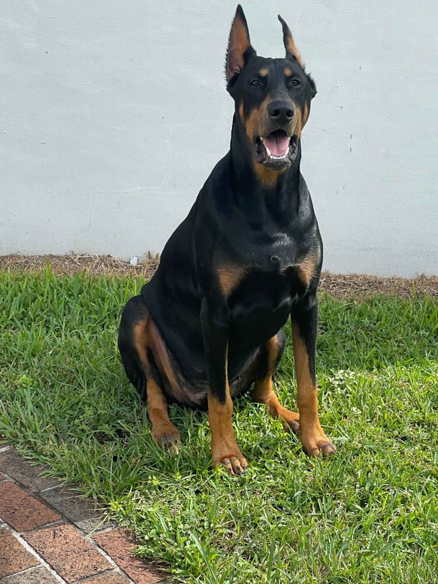 Doberman Pinscher Pups-2 Blue & 1 White waiting to find Furever homes! media 19