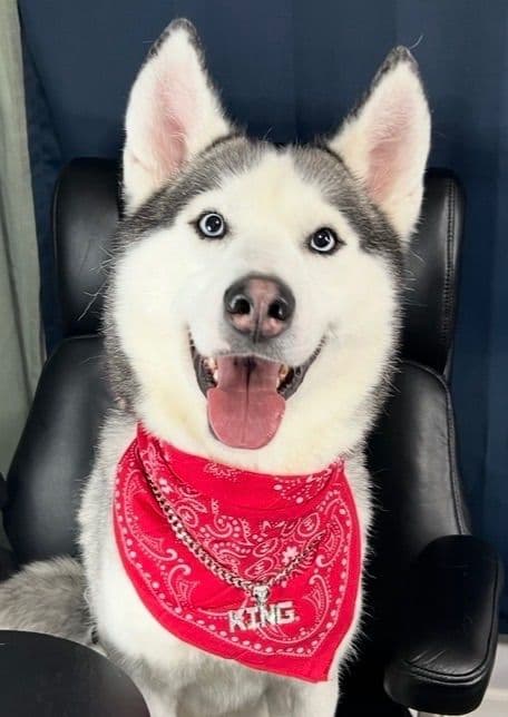 Siberian Husky Puppies media 2