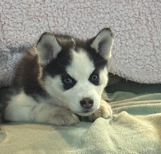 Siberian Husky Puppies media 8