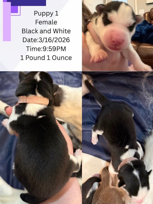 Siberian Husky Puppies media 4