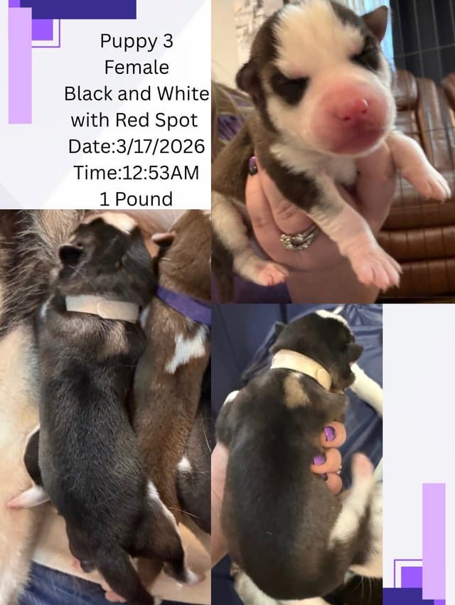 Siberian Husky Puppies media 5