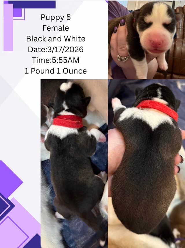 Siberian Husky Puppies media 7