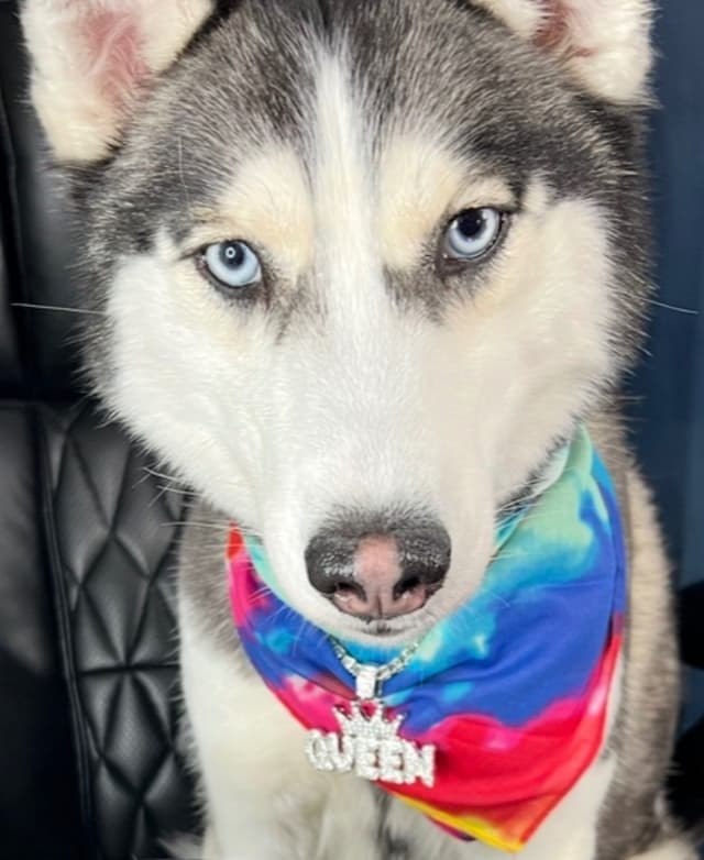Siberian Husky Puppies media 3