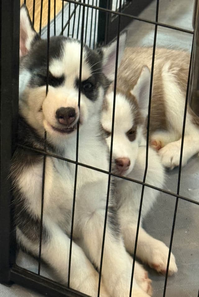 Siberian Husky Puppies media 12