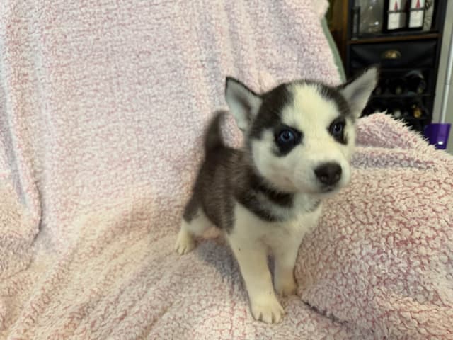 Siberian Husky Puppies media 10