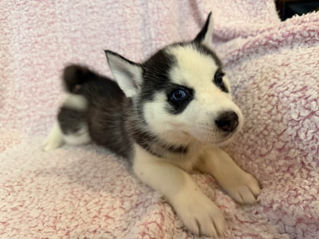 Siberian Husky Puppies media 13