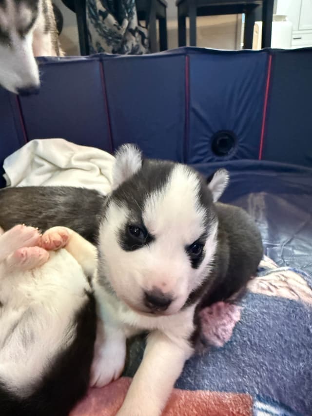 Siberian Husky Puppies media 19