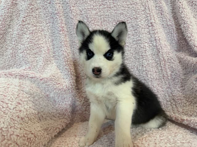 Siberian Husky Puppies media 14