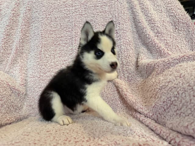 Siberian Husky Puppies media 15