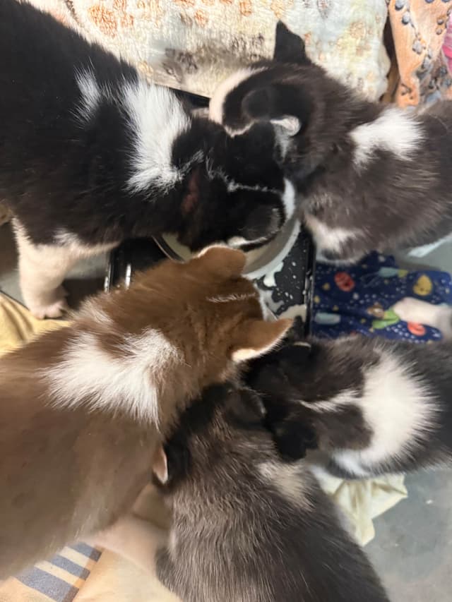 Siberian Husky Puppies media 18