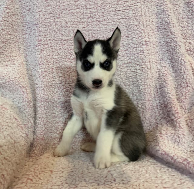 Siberian Husky Puppies media 17