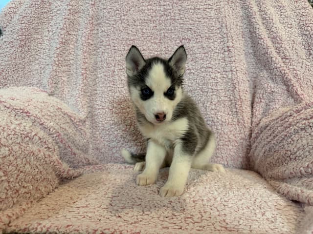 Siberian Husky Puppies media 16