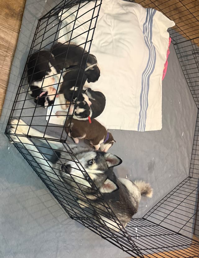 Siberian Husky Puppies media 23