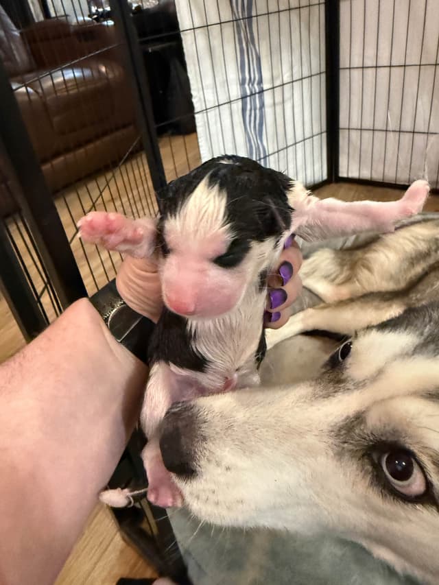 Siberian Husky Puppies media 21