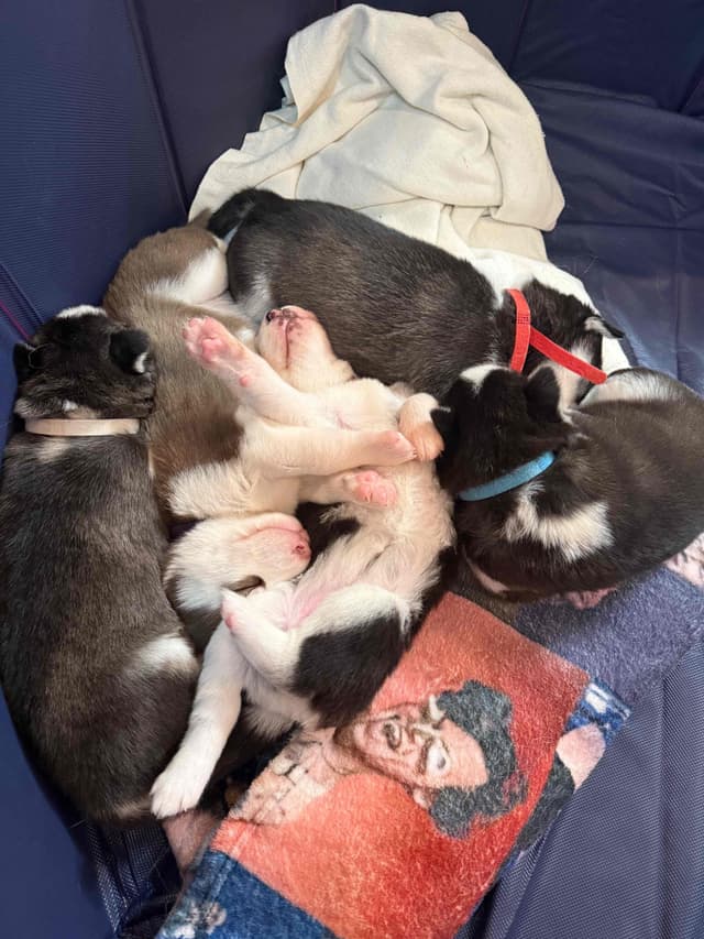 Siberian Husky Puppies media 24