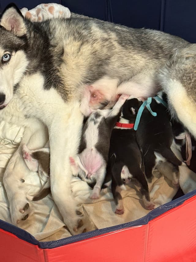 Siberian Husky Puppies media 26