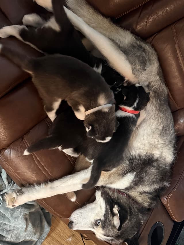 Siberian Husky Puppies media 27