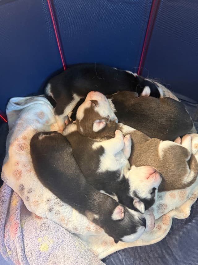 Siberian Husky Puppies media 25