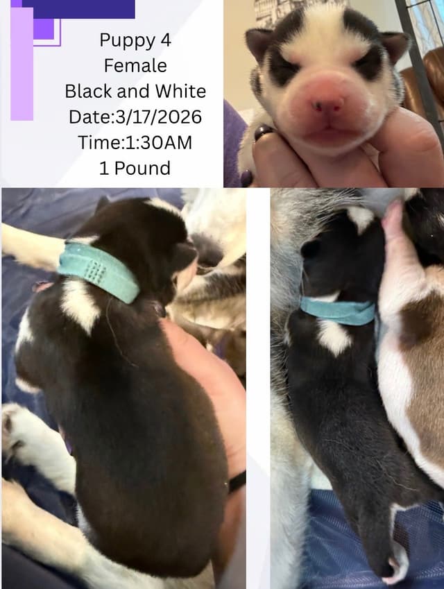 Siberian Husky Puppies media 6