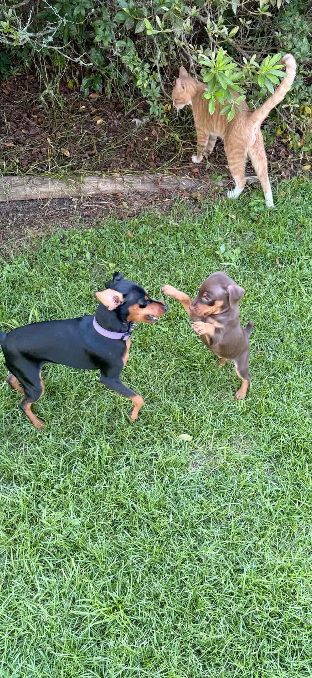 Miniature Pinscher Puppies breeder image 1