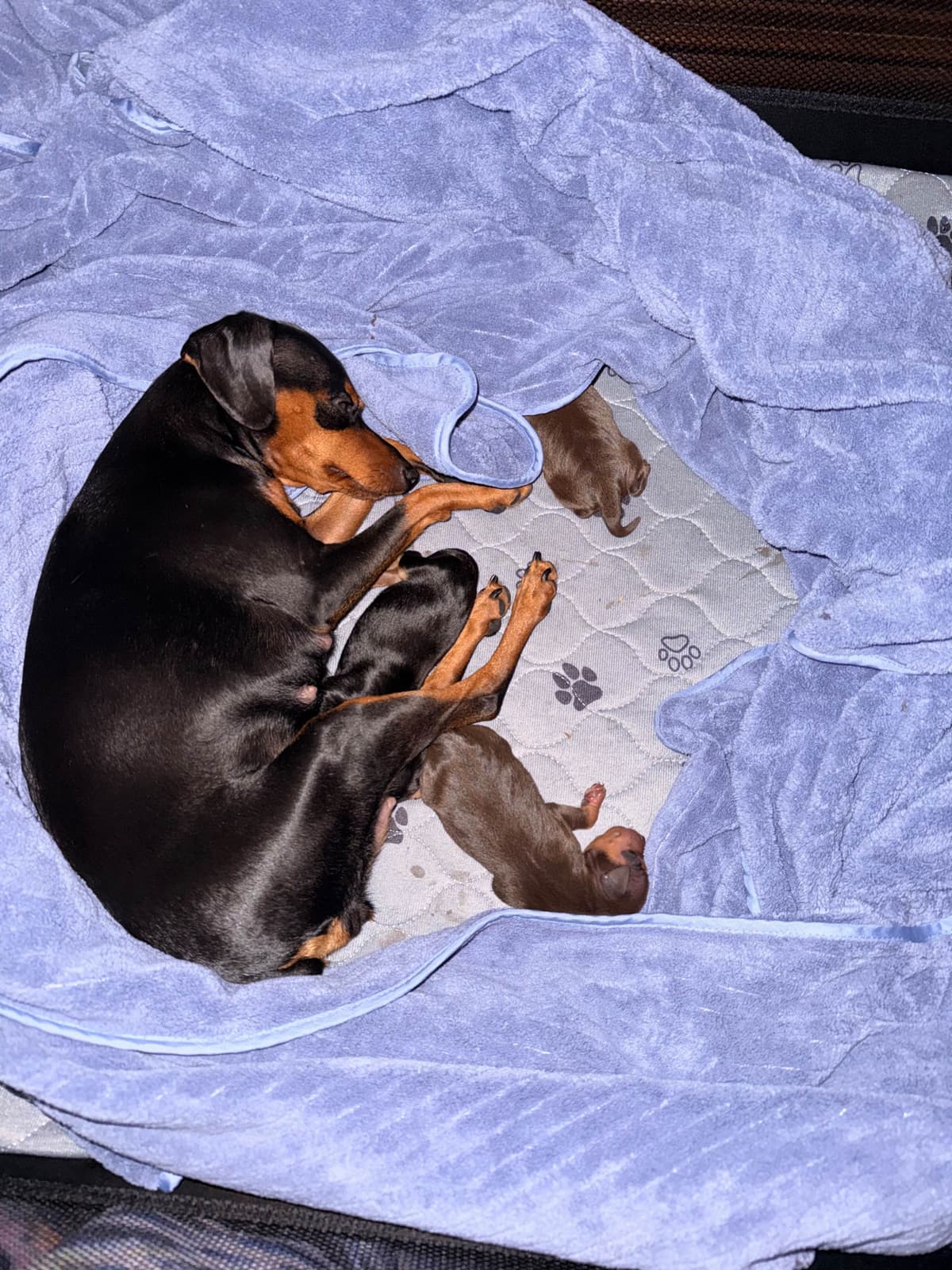 Miniature Pinscher Puppies breeder image 2