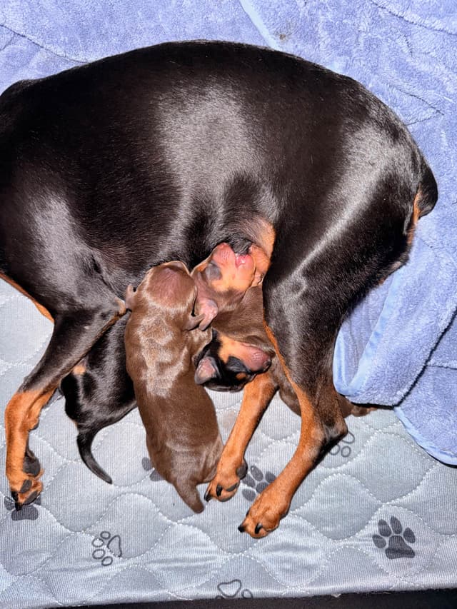 Miniature Pinscher Puppies media 3