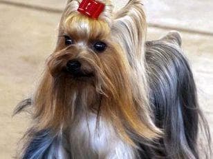 Yorkshire Terrier Puppies breeder image 1