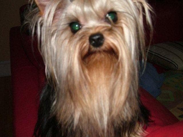 Yorkshire Terrier Puppies breeder image 2