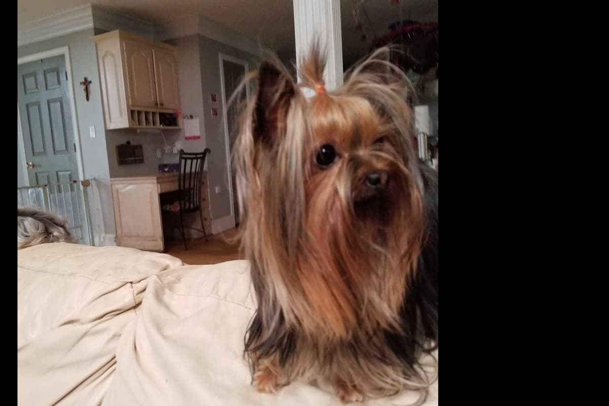 Yorkshire Terrier Puppies breeder image 3