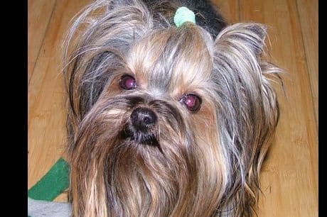 Yorkshire Terrier Puppies breeder image 4