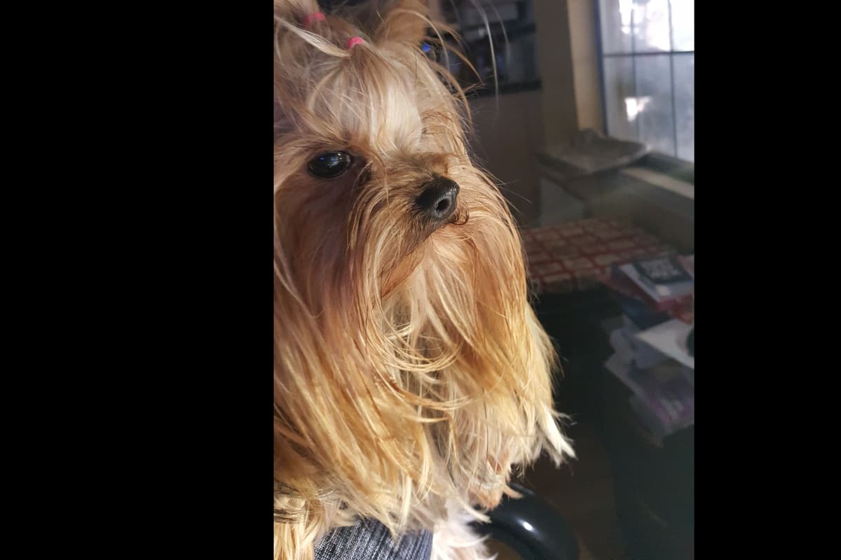 Yorkshire Terrier Puppies breeder image 5