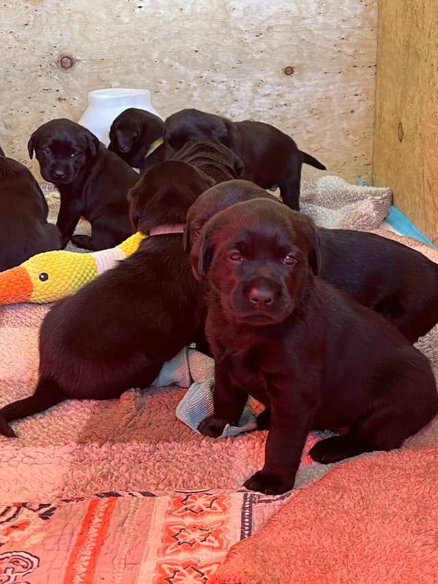 Labrador Retriever Puppies media 2