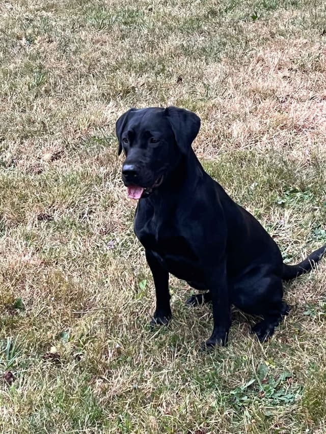 Labrador Retriever Puppies media 3