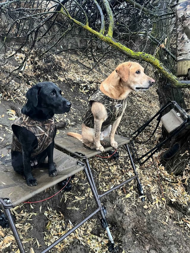 Labrador Retriever Puppies media 5