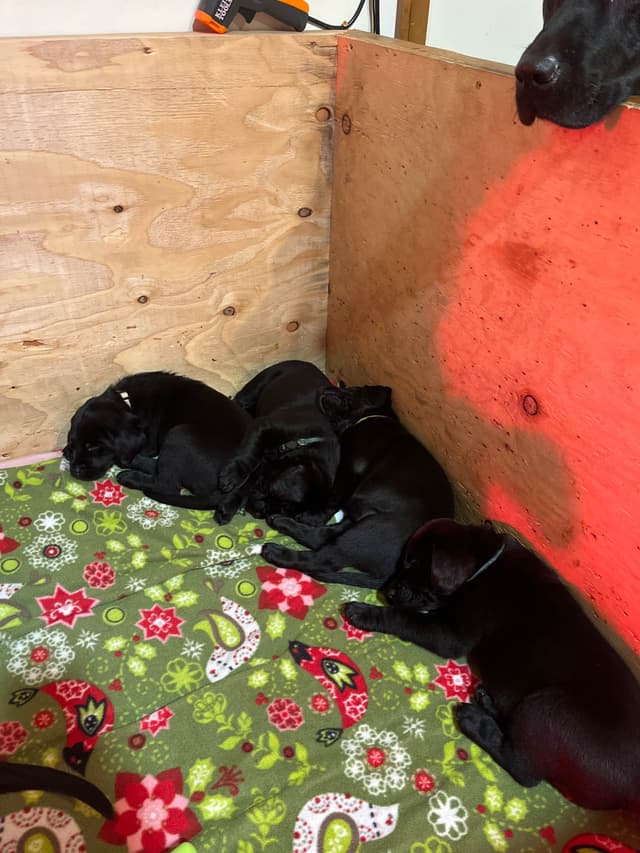 Labrador Retriever Puppies media 10