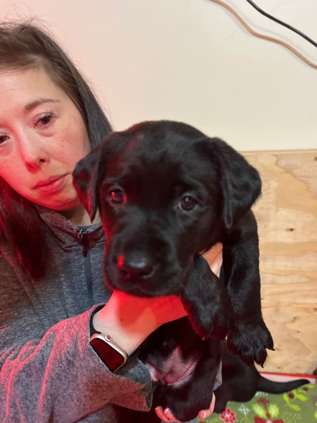 Labrador Retriever Puppies media 11