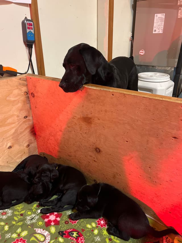 Labrador Retriever Puppies media 12