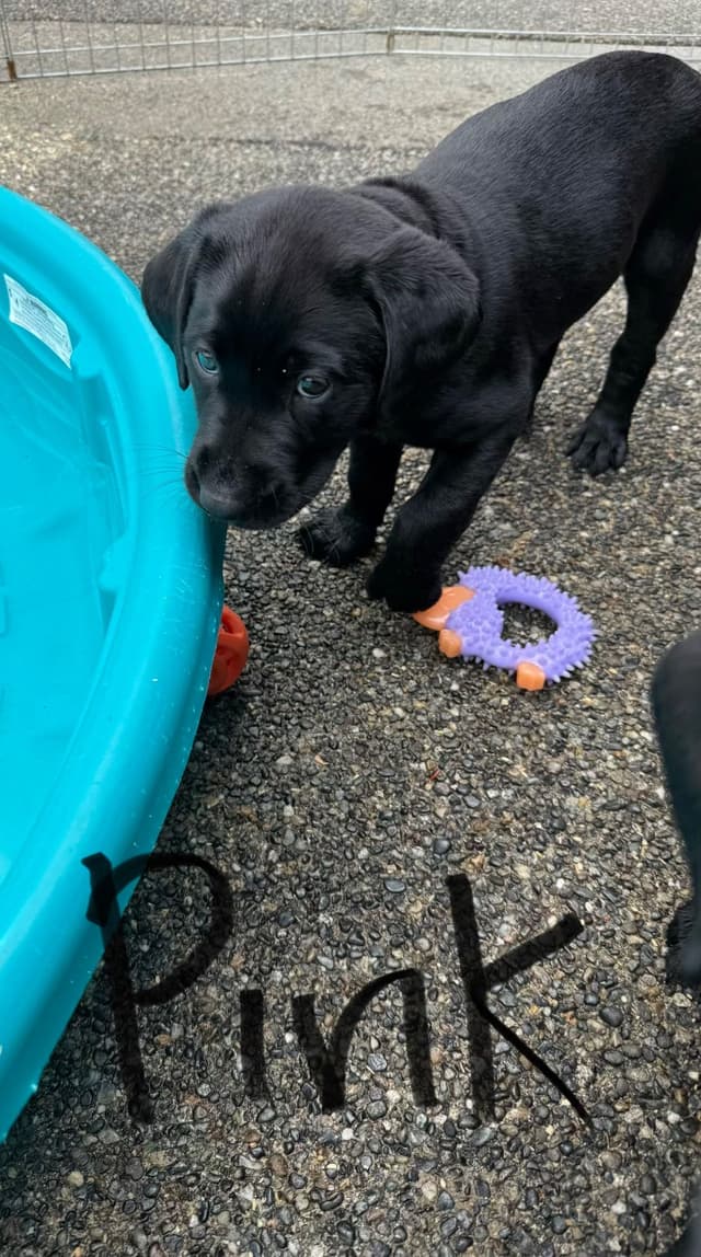 Labrador Retriever Puppies media 16