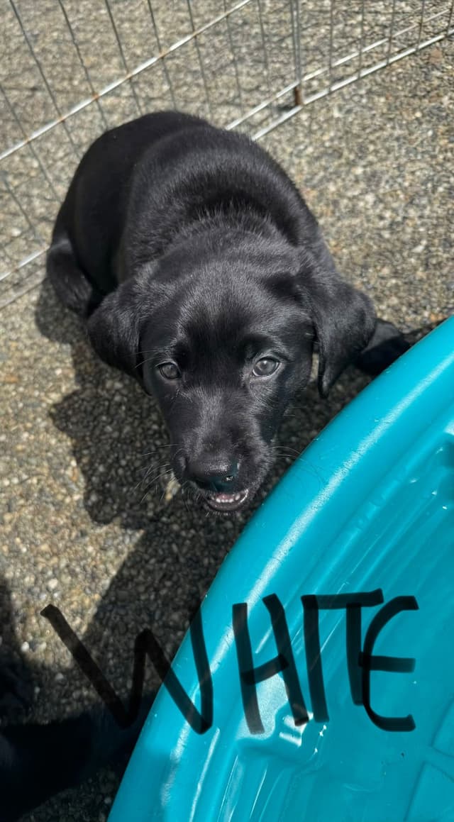 Labrador Retriever Puppies media 17