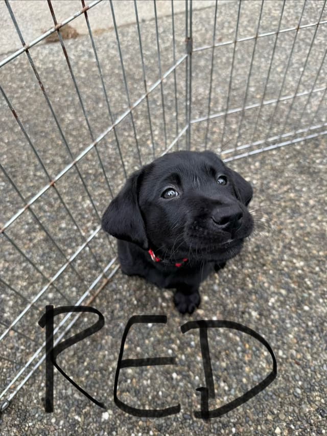 Labrador Retriever Puppies media 18
