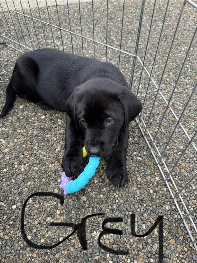 Labrador Retriever Puppies media 19